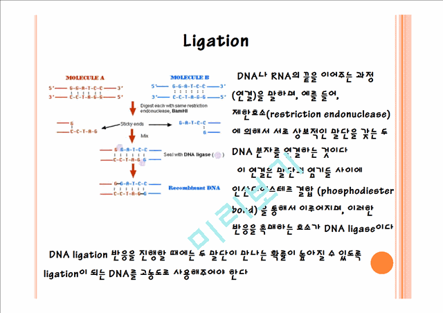 ligation & transformation   (6 )